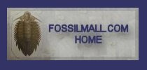 Extensive Diversity of the Finest Fossils for Sale