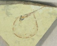 Belonostomus Cretaceous Needle Fish Fossil