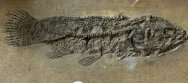 Cyclurus Messel Bowfin Fish Fossil