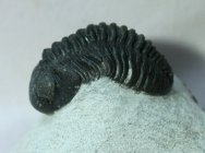 Barrandeops ovatus Trilobite