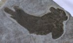 Pentlandia Lung Fish Fossil