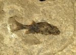 Ganolepis Fish Fossil