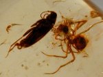 Fossil Amber with Spider Cannibalism During Mating