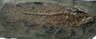 Messel Cyclurus Fish Fossil