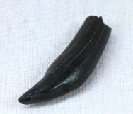 Didelphodon Fossil Tooth