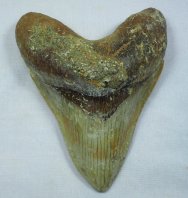 Carcharocles Shark Tooth