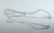 Pterosauria Skull