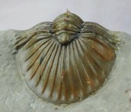 Spiny Scabriscutellum Moroccan Trilobite