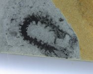 Ayshaeia Lobopod Fossil