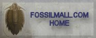 Fossil Mall Trilobites