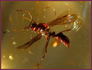 Fossil amber flying ant (Hymenopteran)