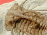 Dicranurus hamatus elegantus trilobite