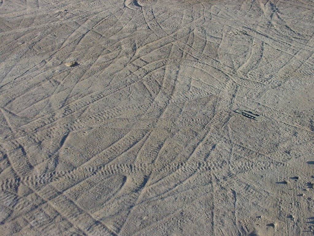 Climactichnites Ichnofossil