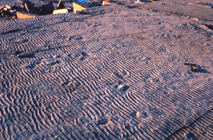 Medusae Jellyfish Fossils Bedding Plane at Krukowski Quarry 