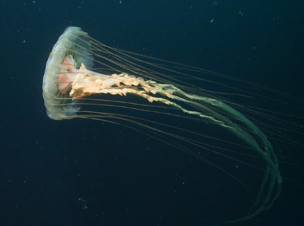 Scyphomedusae Jellyfish