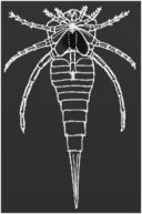 Was Protichnites made by a Eurypterid