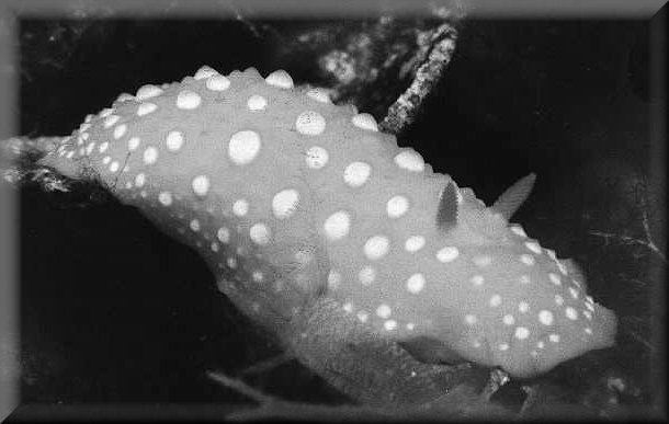 Were the Climactichnites tracks made by a large slug?