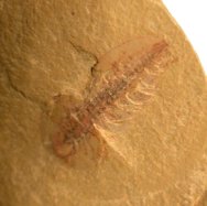 Misszhouia Soft Body Trilobite