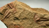 Redlichiid Trilobites