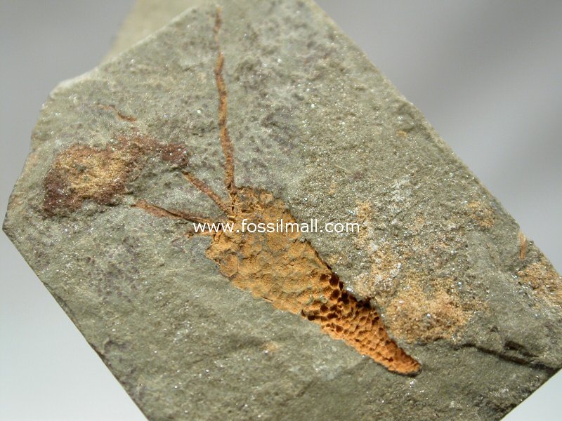 Sinoeocrinus Eocrinoid from Kaili Biota