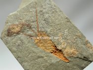 Sinoeocrinus Eocrinoid