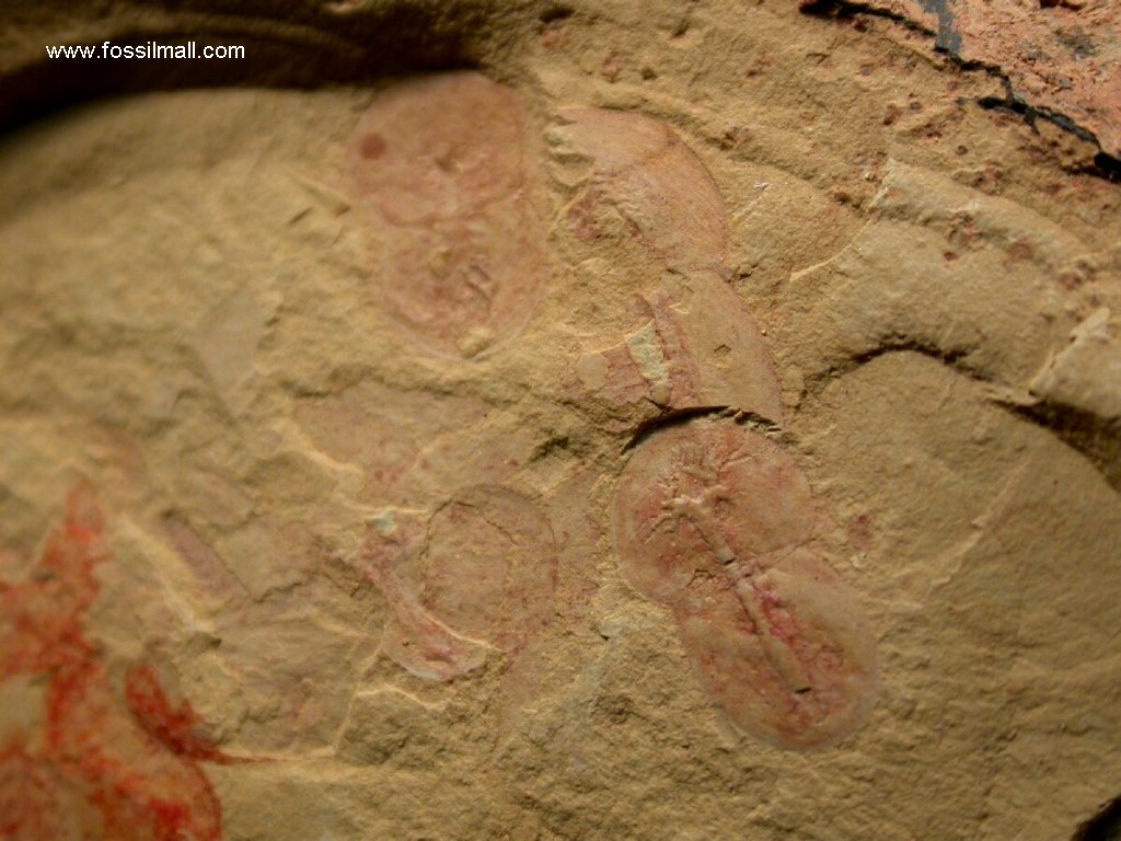 Soft Bodied Trilobites