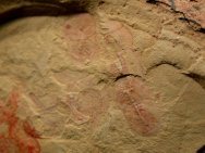 Chengjiang Misszhouia Soft - Bodied Trilobites