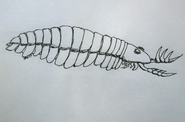 Parapeytoia yunnanensis