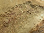 Parapeytoia yunnanensis Fossil