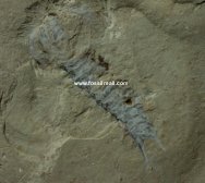 Longquania Arthropod Fossil