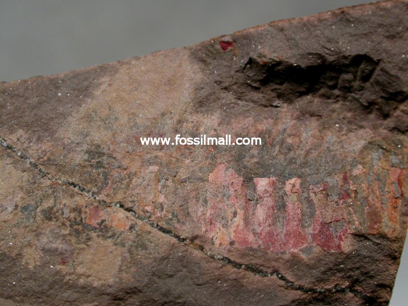 Opabinid Fossil from Emu Bay