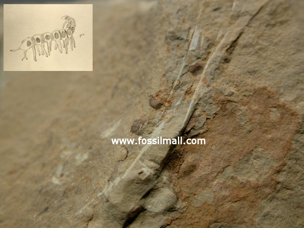 Microdictyon sinicum