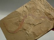 Lobopodian Paucipodia