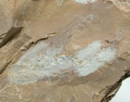 Haikouella lanceolata