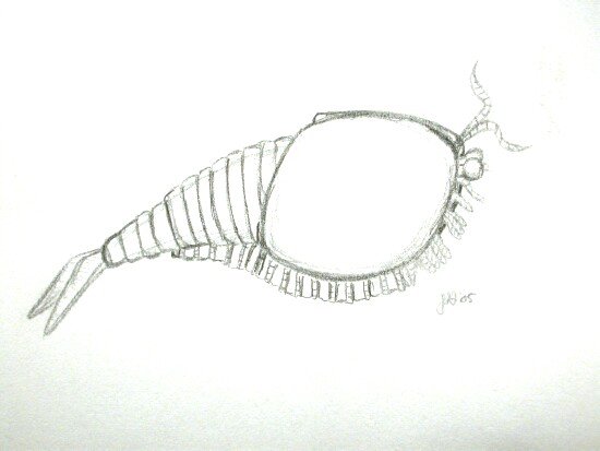 Chengjiang Biota Arthropod Clypecaris pteroidea