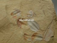 Palaeolenus lantenoisi 