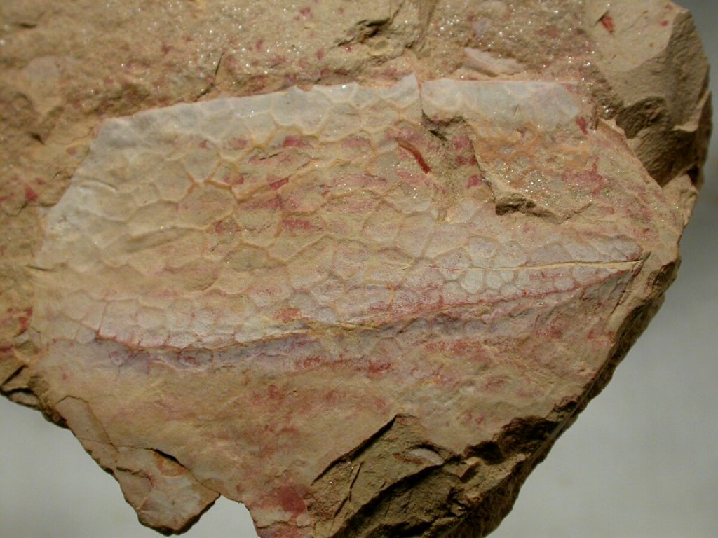 Tuzoia sinensis Phyllocarid Fossil from Chengjiang
