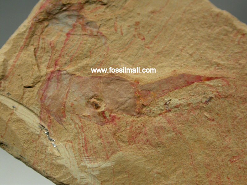 Chengjiang Phyllocarid