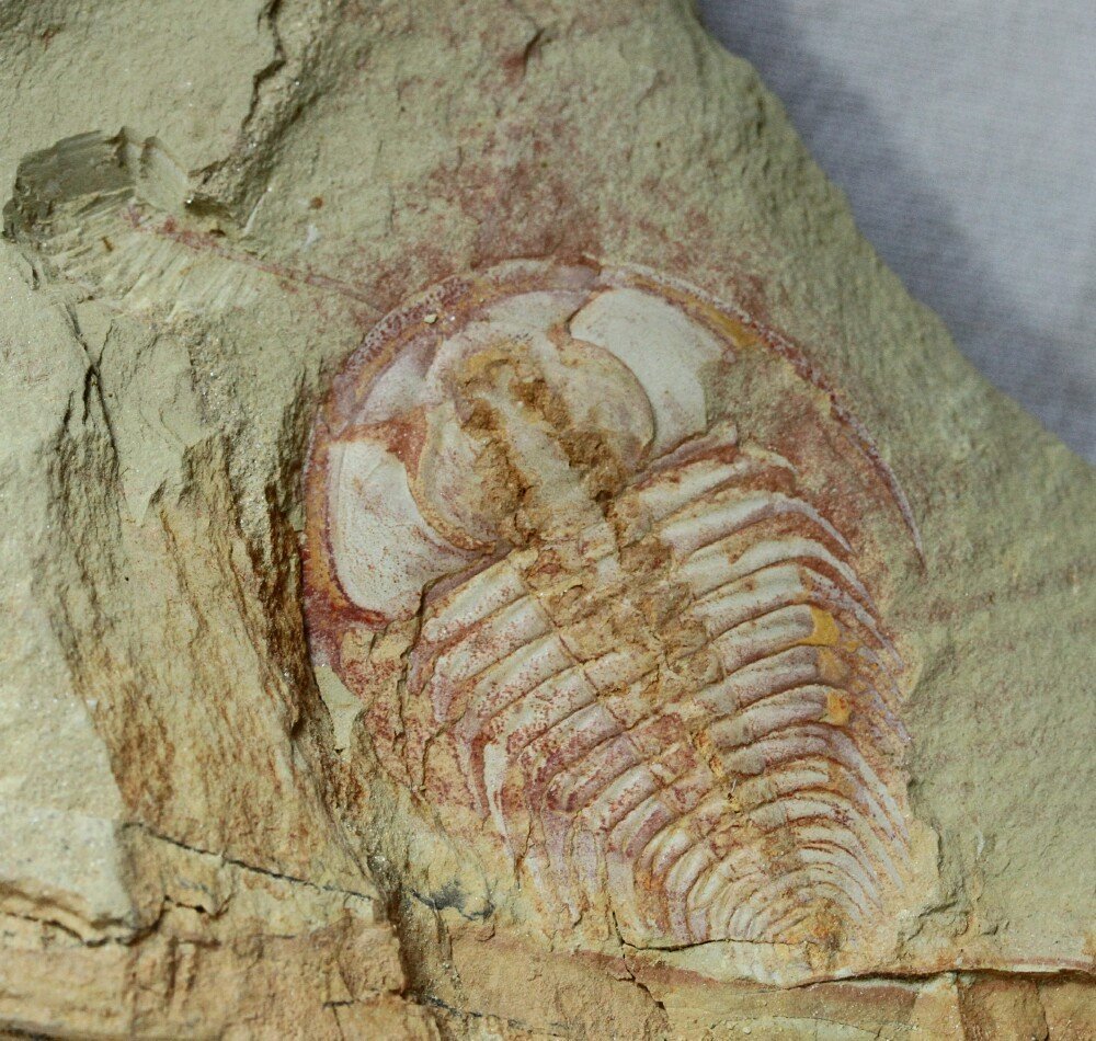 Redlichia Trilobite with Antenna Preserved