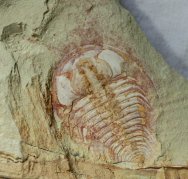 Redlichia Trilobite with Antenna Preserved