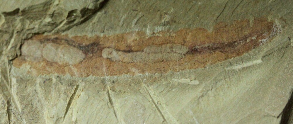 Paleoscolex sinensis