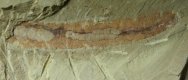 Paleoscolex sinensis 