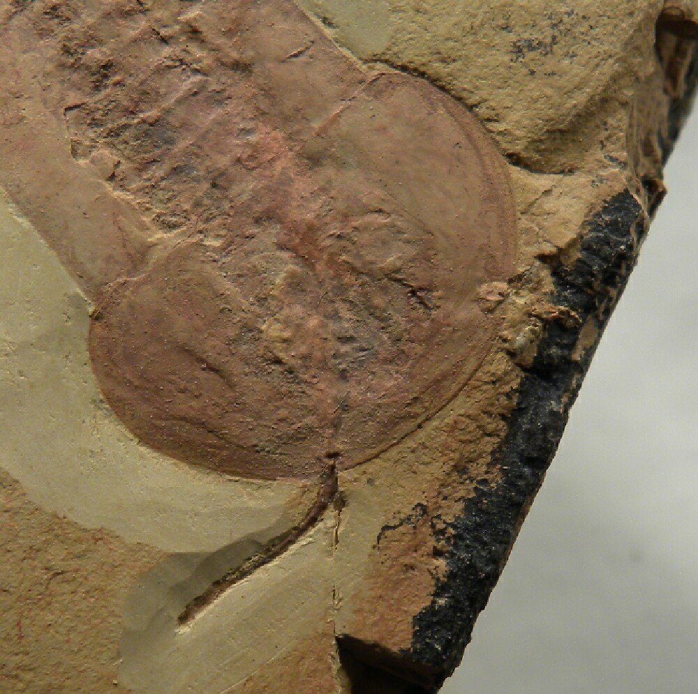 Misszhouia longicaudata