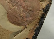 Misszhouia Soft Bodied Trilobite