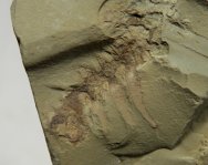 Onychodictyon Lobopodian