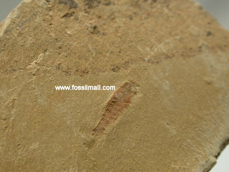 Jianshania furfactus from Chengjiang Maotianshan Shales