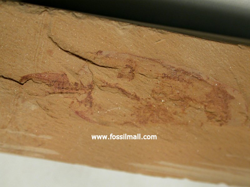 Canadaspis laevigata