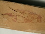 Canadaspis laevigata