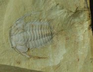 Eoredlichia intermedia Trilobite