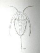 Eoredlichia